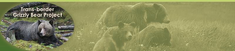 Trans-boundary Grizzly Bear Project